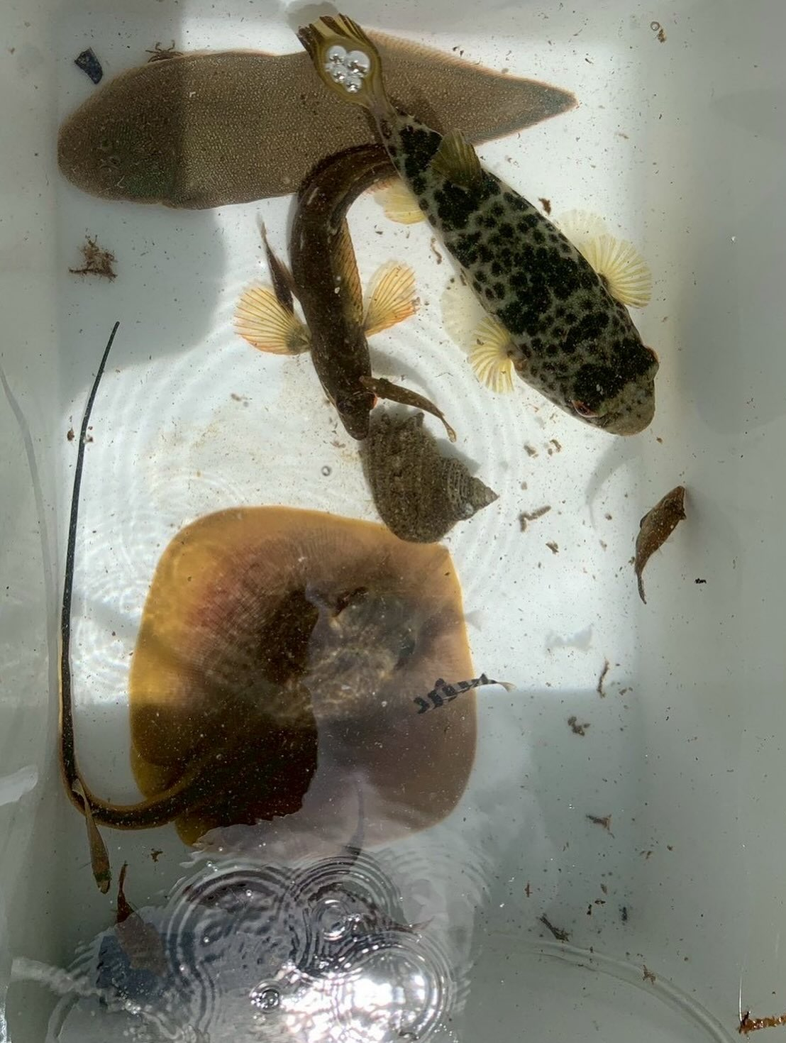 オープンアシス