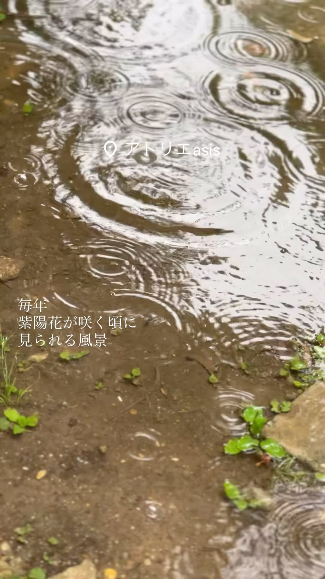 雨の日は、自然から見える幾何学的な雫と水溜りの反応。