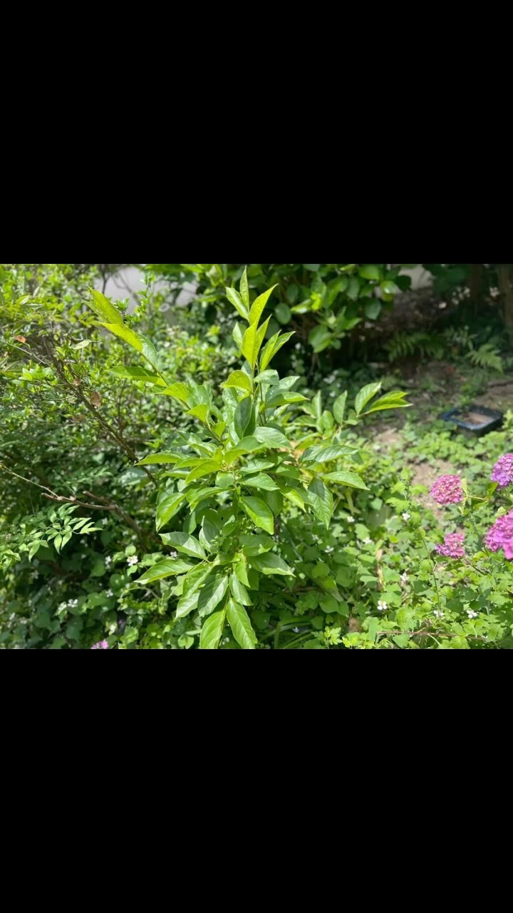 【庭が茂って来たなぁ】