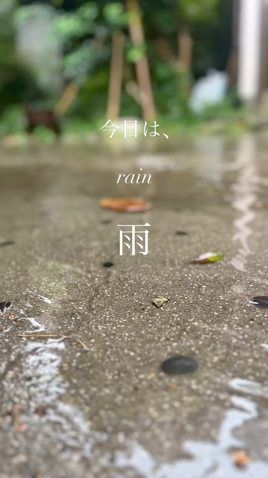 今日は、「雨」