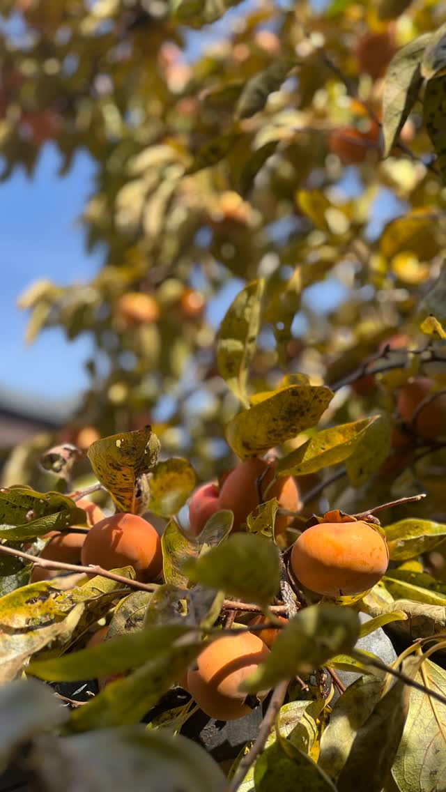 柿がいっぱい！